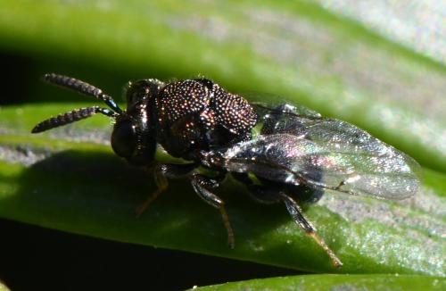 Perilampus ruficornis